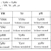 A male rabbit with the genotype ggbb is crossed with a female rabbit with the genotype 88bb the square is set up ggbb below. 1