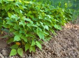 Check spelling or type a new query. Bean Growing Problems And Solutions