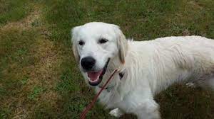 Golden retriever puppies washington classifieds. Akc English Cream Golden Retriever Puppies For Sale In Cushman Dam Washington Classified Americanlisted Com