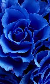 Blue Roses Blue Flower Wallpaper Blue Roses Wallpaper Blue Flowers