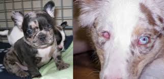 Only guaranteed quality, healthy check out our fantastic french bulldog puppies for sale, from the finest breeders, and you can't help but fall in love. No Merle French Bulldogs Blind Deaf And Deformed Misery
