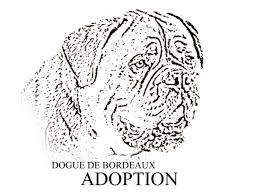 5 star boutique small luxury hotels. Dogue De Bordeaux Adoption Refuge Pour Chien Association De Protection Animale A Egat