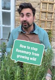 Image result for rosemary pruning