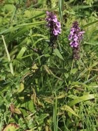 Image result for Stachys aculeolata