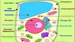Yes, animal cells have cell membranes.yes the animal cell does have a cell membrane. Animal Cell 9th Grade Video Dailymotion