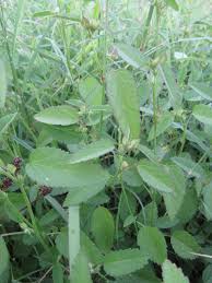 Image result for Sida spinosa