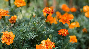Spring annual flowers to plant. 12 Best Annual Flowers For Full Sun