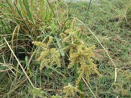 Image result for Cyperus alopecuroides