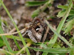 Image result for Syngrapha hochenwarthi