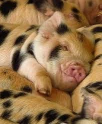 Image Result For Je Vais Porter Plainte Contre L Arnaque Shigeru Onda Cute Animals Cute Pigs Animals Beautiful
