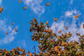 Laptop backgrounds aesthetic butterfly butterfly laptop aesthetic wallpapers wallpaper cave here you can explore hq butterfly transparent illustrations . Monarch Butterflies On Tree Branch In Blue Sky Background Michoacan Mexico Photographic Print Jhvephoto Art Com Aesthetic Desktop Wallpaper Computer Wallpaper Desktop Wallpapers Desktop Wallpaper Art