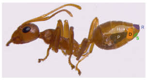 Image result for Antherotoma