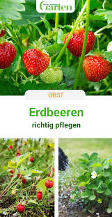Erdbeerenpflege Die 5 Haufigsten Fehler In 2020 Erdbeeren Garten Pflanzen Garten Bepflanzen
