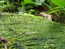 Image result for Multiclavula mucida
