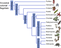 Biology The Animal Family Tree Shmoop Biology