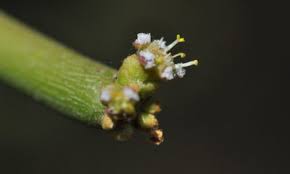 Image result for Heywoodia lucens