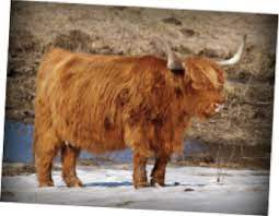 Scottish Highland Cattle Facts Hedrick S Around The World In One Display