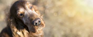 Our veterinarians are prepared to use personal protection. In Home Pet Euthanasia Carlsbad Ca Signature Veterinary Services