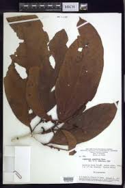 Image result for Acridocarpus chloropterus