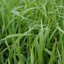 Image result for Bromus