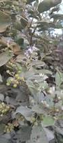 Image result for Vitex trifolia