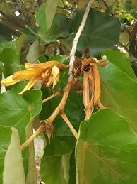 Image result for Pterospermum acerifolium