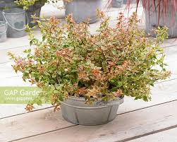 It is medium in size at 4 feet tall and wide. Abelia X Grandiflora Stock Photo By Visions Premium Image 0702103