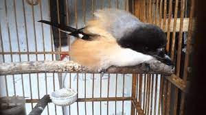 Cara Mengatasi Burung Cendet Ngeruji Agar Bisa Normal Kembali Burung Jalak