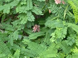 Image result for Melinis ambigua