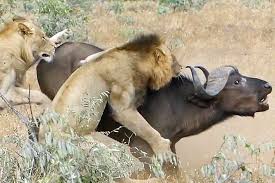 Watch: Young lion impaled by buffalo in gruelling fight for survival | Predator vs Prey | Earth Touch News