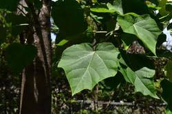 大きな葉っぱの木 庭木図鑑 植木ペディア