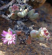 The taproot of the plant develops into a flat, concave disc in age. New Book Describes Rare Plants In The Sperrgebiet The Cardboard Box Travel Shop