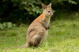 The dusky pademelon has had many names. Red Necked Pademelon Mammals Of Tamborine Mountain Qld Inaturalist