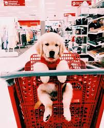 Pin By Berra Celik On Doggos Baby Animals Pictures Cute Baby Animals Super Cute Puppies