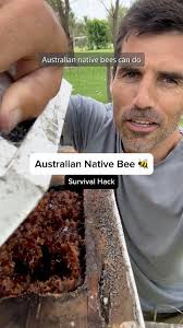 Australian Native Bee 🐝 Survival Hack🦘The are 2000 species of native bee  in Australia. This one is Tetragonula carbonaria (quite common).🔎 They’re  hard to find in the bush because they’re tiny ...
