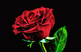 We have 63 amazing background pictures carefully picked by our community. Wallpaper Rose Minimalism Red Rose Black Background Images For Desktop Section Cvety Download