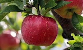 Fruits Et Legumes La Pomme Et Le Monde D Apres