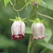 Image result for Bothriocline quercifolia