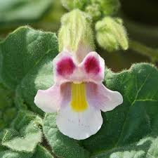 Image result for Psydrax parviflora