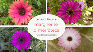 Check spelling or type a new query. Dimorfoteca Coltivazione E Cure Margherita Africana Donnaorganizzata