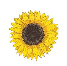 12 Amazing Way To Draw A Sunflower Drawing Within Easy Steps I drew mine in black sharpie. easy drawing club