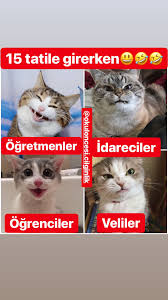 Basak Unluer Ozberk Adli Kullanicinin Caps Panosundaki Pin Kedi Komik Tatiller