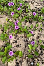 Image result for Canavalia cathartica