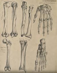 One is the ulna, and the other. Bones Of The Arm Leg Hand And Foot Eight Figures Pencil Drawing By A Mongredien Ca 1880 Wellcome Collection