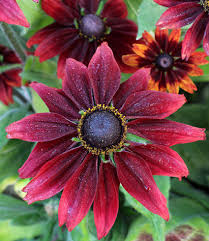 Image result for Rothia hirsuta