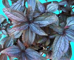 Image result for Brillantaisia pubescens