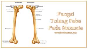 Maybe you would like to learn more about one of these? 5 Fungsi Tulang Paha Dan Tulang Kering Pada Manusia Freedomsiana