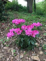 Rhododendron Graziella Butte Du Ponton Ponton