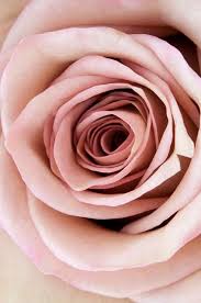 Cc Light Pink Rose Beautiful Roses Light Pink Rose Pink Roses