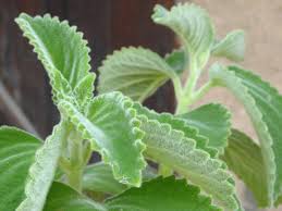 La Citronnelle D Australie Une Veritable Gourmandise Vegetale Blog Jardin Alsagarden Le Magazine Des Jardiniers Feuilles De Plantes Vegetal Citronnelle